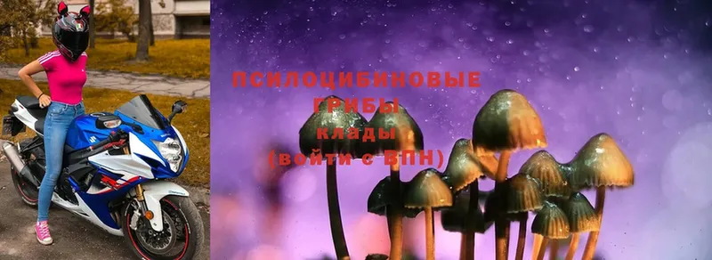 где продают наркотики  Болхов  Псилоцибиновые грибы Magic Shrooms 